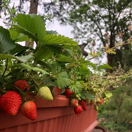 Cascina Sagrestia Bed & Breakfast Asola